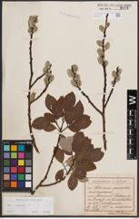 Foto von Salix caprea L.